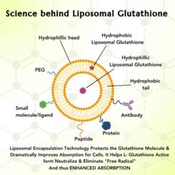 WishNew Wellness Liposomal Glutathione Capsule - Image 5